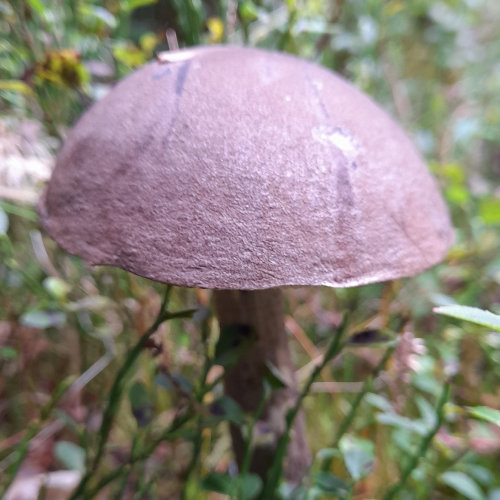 A purple headed fungus growing in the undergrowth