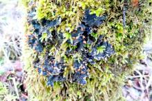 Liverwort