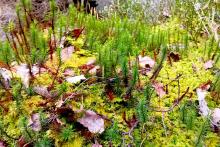 Mini forest of moss