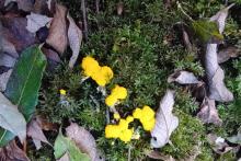 Lichen