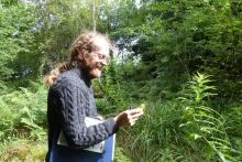 Arolwg botanegol