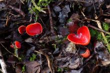 Scarlet elf cups