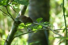 Bank vole