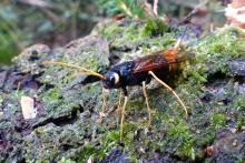Wood wasp