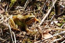 Frog