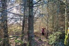 Under Sitka spruce
