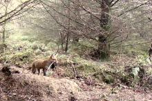 Fox watching