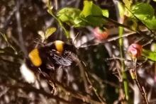 White-tailed bumble bee